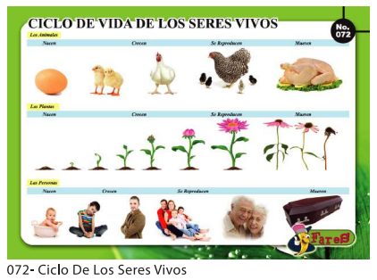 LAMINAS EDUCATIVAS CICLO DE VIDA DE LOS SERES VIVOS