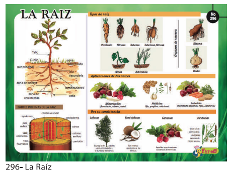 LAMINAS EDUCATIVAS LA RAIZ