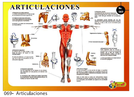 LAMINAS EDUCATIVAS LAS ARTICULACIONES