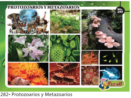 LAMINAS EDUCATIVAS PROTOOARIOS Y METAZOARIOS