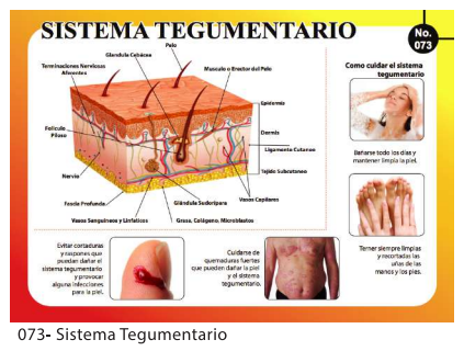 LAMINAS EDUCATIVAS SISTEMA TEGUMENTARIO