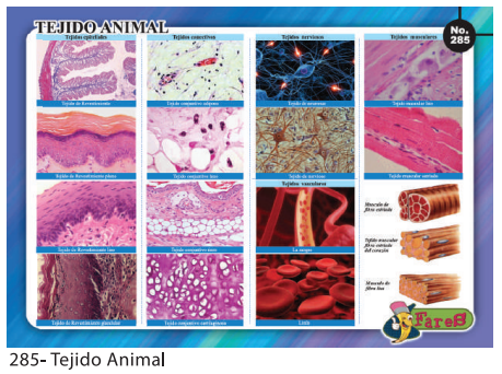 LAMINAS EDUCATIVAS TEJIDO ANIMAL