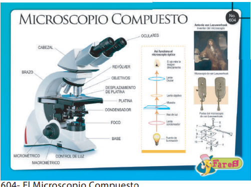 [F604] LAMINAS EDUCATIVAS EL MICROSCOPIO