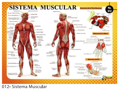 [F12] Laminas Educativas - F-12 Sistema Muscular