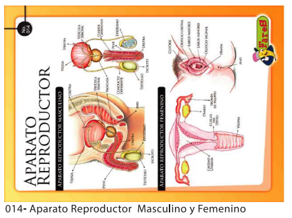 [F14] Laminas Educativas - F-14 Aparato Reproductor M y F