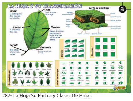 [F287] Laminas Educativas - F-287 La hoja y su clasificacion
