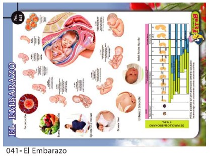 [F41] Laminas educativas El Embarazo