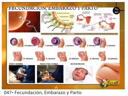 [F47] Laminas educativas Fecundacion parto y embarazo
